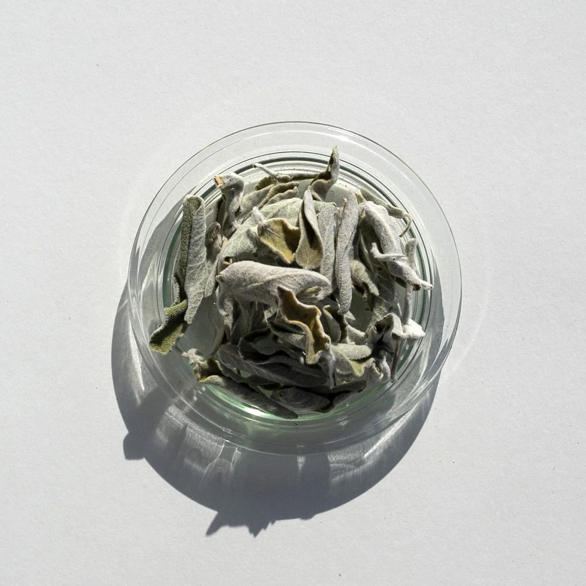 Unique Greek Sage